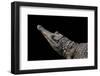 Crocodylus Cataphractus (African Slender-Snouted Crocodile)-Paul Starosta-Framed Photographic Print