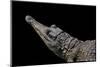 Crocodylus Cataphractus (African Slender-Snouted Crocodile)-Paul Starosta-Mounted Photographic Print