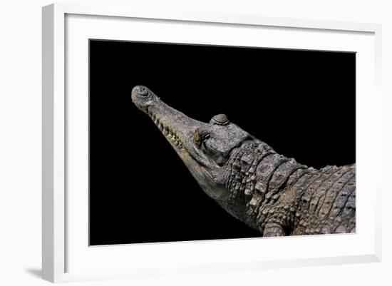 Crocodylus Cataphractus (African Slender-Snouted Crocodile)-Paul Starosta-Framed Photographic Print