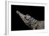 Crocodylus Cataphractus (African Slender-Snouted Crocodile)-Paul Starosta-Framed Photographic Print