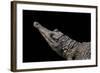 Crocodylus Cataphractus (African Slender-Snouted Crocodile)-Paul Starosta-Framed Photographic Print