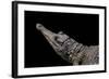 Crocodylus Cataphractus (African Slender-Snouted Crocodile)-Paul Starosta-Framed Photographic Print