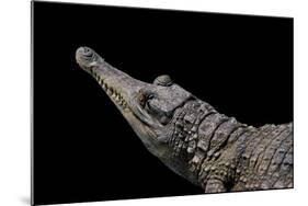 Crocodylus Cataphractus (African Slender-Snouted Crocodile)-Paul Starosta-Mounted Photographic Print