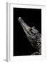 Crocodylus Cataphractus (African Slender-Snouted Crocodile)-Paul Starosta-Framed Photographic Print