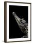 Crocodylus Cataphractus (African Slender-Snouted Crocodile)-Paul Starosta-Framed Photographic Print