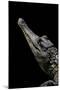 Crocodylus Cataphractus (African Slender-Snouted Crocodile)-Paul Starosta-Mounted Photographic Print