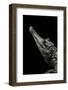 Crocodylus Cataphractus (African Slender-Snouted Crocodile)-Paul Starosta-Framed Photographic Print