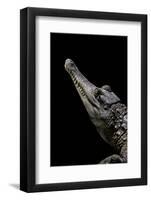 Crocodylus Cataphractus (African Slender-Snouted Crocodile)-Paul Starosta-Framed Photographic Print