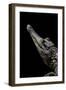 Crocodylus Cataphractus (African Slender-Snouted Crocodile)-Paul Starosta-Framed Photographic Print