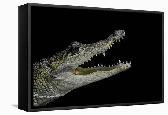 Crocodylus Moreletii (Morelet's Crocodile)-Paul Starosta-Framed Stretched Canvas