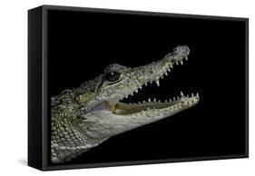 Crocodylus Moreletii (Morelet's Crocodile)-Paul Starosta-Framed Stretched Canvas