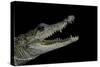 Crocodylus Moreletii (Morelet's Crocodile)-Paul Starosta-Stretched Canvas