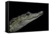 Crocodylus Moreletii (Morelet's Crocodile)-Paul Starosta-Framed Stretched Canvas