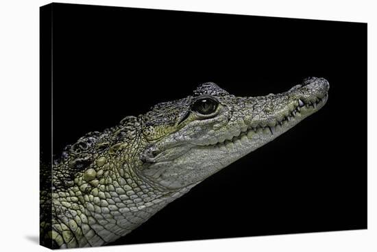 Crocodylus Moreletii (Morelet's Crocodile)-Paul Starosta-Stretched Canvas