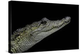 Crocodylus Moreletii (Morelet's Crocodile)-Paul Starosta-Stretched Canvas