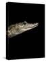 Crocodylus Moreletii (Morelet's Crocodile)-Paul Starosta-Stretched Canvas