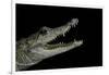 Crocodylus Moreletii (Morelet's Crocodile)-Paul Starosta-Framed Photographic Print