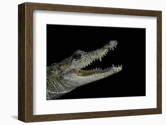 Crocodylus Moreletii (Morelet's Crocodile)-Paul Starosta-Framed Photographic Print