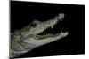 Crocodylus Moreletii (Morelet's Crocodile)-Paul Starosta-Mounted Photographic Print