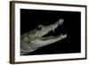 Crocodylus Moreletii (Morelet's Crocodile)-Paul Starosta-Framed Photographic Print