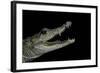 Crocodylus Moreletii (Morelet's Crocodile)-Paul Starosta-Framed Photographic Print