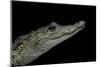 Crocodylus Moreletii (Morelet's Crocodile)-Paul Starosta-Mounted Photographic Print