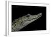 Crocodylus Moreletii (Morelet's Crocodile)-Paul Starosta-Framed Photographic Print