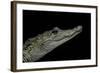 Crocodylus Moreletii (Morelet's Crocodile)-Paul Starosta-Framed Photographic Print