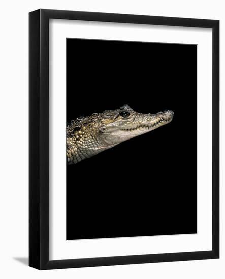 Crocodylus Moreletii (Morelet's Crocodile)-Paul Starosta-Framed Photographic Print