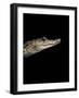 Crocodylus Moreletii (Morelet's Crocodile)-Paul Starosta-Framed Photographic Print