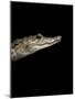 Crocodylus Moreletii (Morelet's Crocodile)-Paul Starosta-Mounted Photographic Print