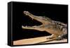 Crocodylus Niloticus (Nile Crocodile)-Paul Starosta-Framed Stretched Canvas