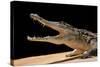 Crocodylus Niloticus (Nile Crocodile)-Paul Starosta-Stretched Canvas