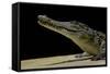 Crocodylus Niloticus (Nile Crocodile)-Paul Starosta-Framed Stretched Canvas