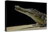 Crocodylus Niloticus (Nile Crocodile)-Paul Starosta-Stretched Canvas