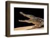 Crocodylus Niloticus (Nile Crocodile)-Paul Starosta-Framed Premium Photographic Print