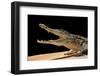 Crocodylus Niloticus (Nile Crocodile)-Paul Starosta-Framed Premium Photographic Print