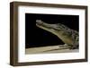 Crocodylus Niloticus (Nile Crocodile)-Paul Starosta-Framed Photographic Print