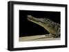 Crocodylus Niloticus (Nile Crocodile)-Paul Starosta-Framed Photographic Print