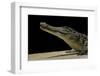 Crocodylus Niloticus (Nile Crocodile)-Paul Starosta-Framed Photographic Print