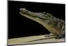 Crocodylus Niloticus (Nile Crocodile)-Paul Starosta-Mounted Photographic Print