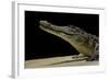 Crocodylus Niloticus (Nile Crocodile)-Paul Starosta-Framed Photographic Print