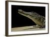 Crocodylus Niloticus (Nile Crocodile)-Paul Starosta-Framed Photographic Print