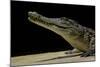 Crocodylus Niloticus (Nile Crocodile)-Paul Starosta-Mounted Photographic Print