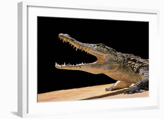 Crocodylus Niloticus (Nile Crocodile)-Paul Starosta-Framed Photographic Print