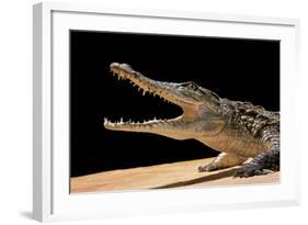 Crocodylus Niloticus (Nile Crocodile)-Paul Starosta-Framed Photographic Print