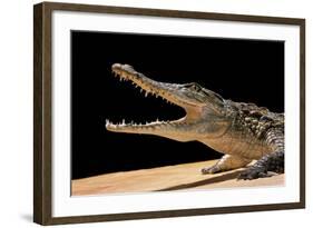 Crocodylus Niloticus (Nile Crocodile)-Paul Starosta-Framed Photographic Print