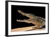 Crocodylus Niloticus (Nile Crocodile)-Paul Starosta-Framed Photographic Print
