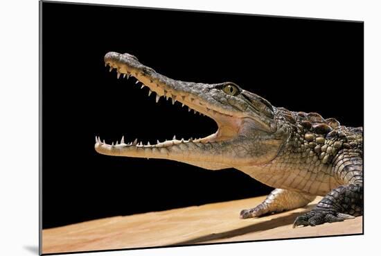 Crocodylus Niloticus (Nile Crocodile)-Paul Starosta-Mounted Photographic Print