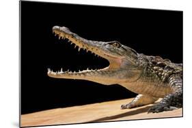 Crocodylus Niloticus (Nile Crocodile)-Paul Starosta-Mounted Photographic Print